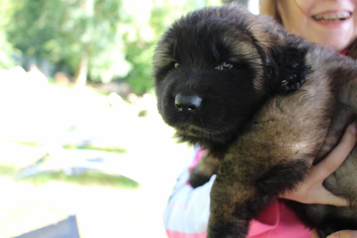 Portée née le 10 juin. Les bébés ont 1 mois